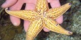 Морские звезды