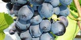 Пребудете в любви Моей