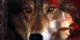 Какой волк победит?