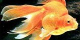 Золотая рыбка  